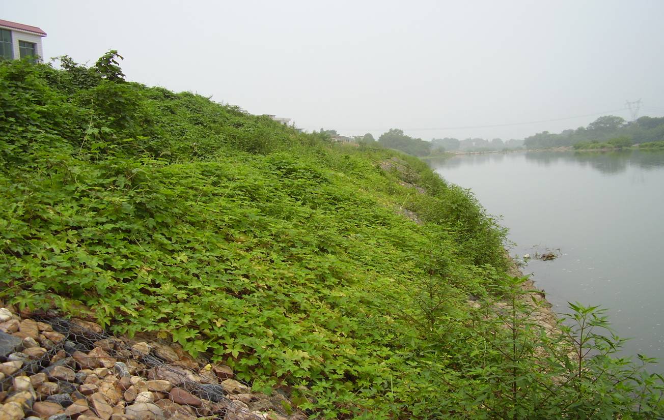 鍍鋅格賓網的優(yōu)勢性能特點 鍍鋅格賓網的優(yōu)勢性能特點