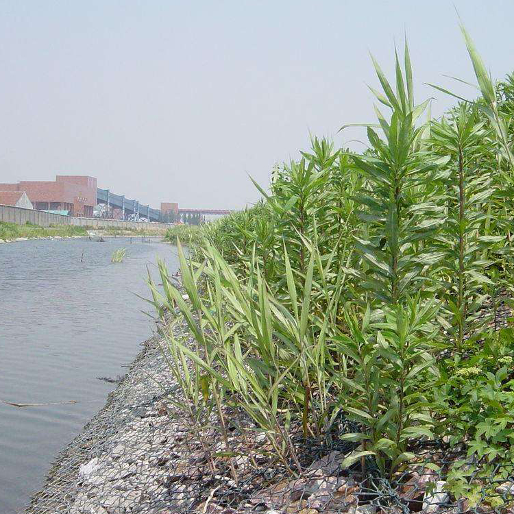 鉛絲石籠網(wǎng)的河道生態(tài)防護(hù)技術(shù)